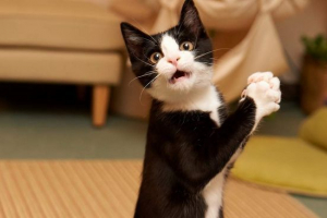 Вчені вдалося розшифрувати мову кішок Вчені вдалося розшифрувати мову кішок